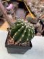 Preview: Echinopsis daydream lila
